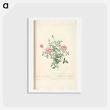 アートポストカード-Rose illustration - ピエール ジョゼフ ルドゥーテ Postcard.