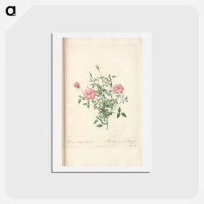 アートポストカード-Rose illustration - ピエール ジョゼフ ルドゥーテ Postcard.