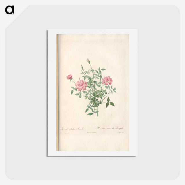 アートポストカード-Rose illustration - ピエール ジョゼフ ルドゥーテ Postcard.
