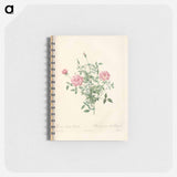 Rose illustration - ピエール ジョゼフ ルドゥーテ Memo.