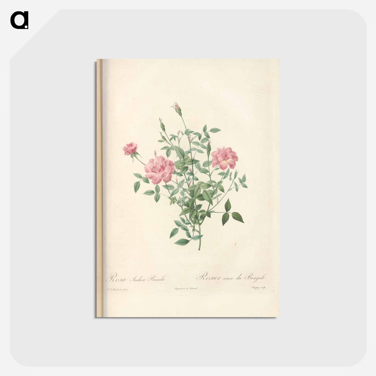 アートポストカード-Rose illustration - ピエール ジョゼフ ルドゥーテ Postcard.