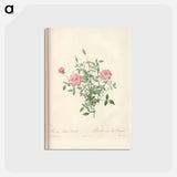 アートポストカード-Rose illustration - ピエール ジョゼフ ルドゥーテ Postcard.