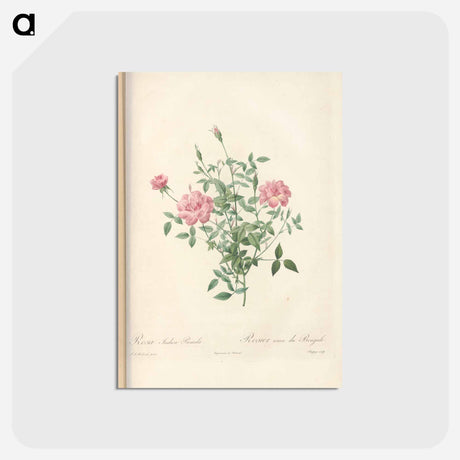 アートポストカード-Rose illustration - ピエール ジョゼフ ルドゥーテ Postcard.