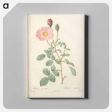 アートパネル-Rose illustration - ピエール ジョゼフ ルドゥーテ Canvas.