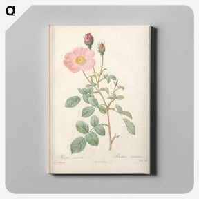アートパネル-Rose illustration - ピエール ジョゼフ ルドゥーテ Canvas.