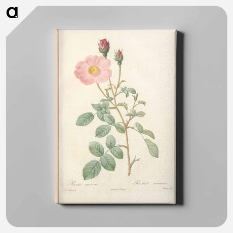 アートパネル-Rose illustration - ピエール ジョゼフ ルドゥーテ Canvas.