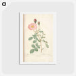 アートポストカード-Rose illustration - ピエール ジョゼフ ルドゥーテ Postcard.
