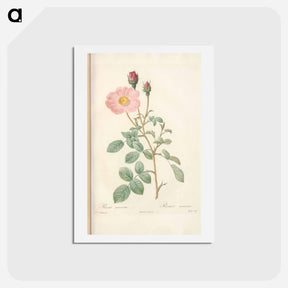 アートポストカード-Rose illustration - ピエール ジョゼフ ルドゥーテ Postcard.