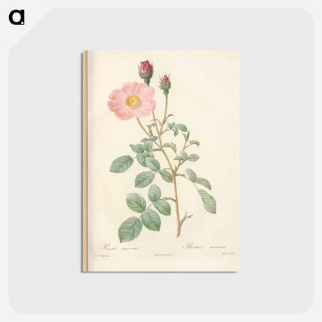 アートポストカード-Rose illustration - ピエール ジョゼフ ルドゥーテ Postcard.