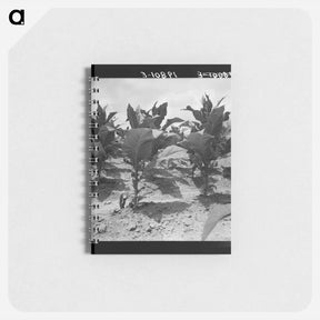 アートメモ帳-Untitled photo, possibly related to: Tobacco on Zollie Lyon's place nearly ready for priming. Wake County, North Carolina - ドロテア ラング Memo.