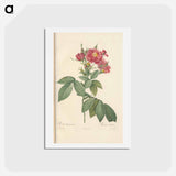 アートポストカード-Rose illustration - ピエール ジョゼフ ルドゥーテ Postcard.