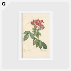 アートポストカード-Rose illustration - ピエール ジョゼフ ルドゥーテ Postcard.