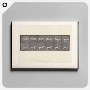 アートパネル-Jumping Horse
 - エドワード マイブリッジ Canvas.
