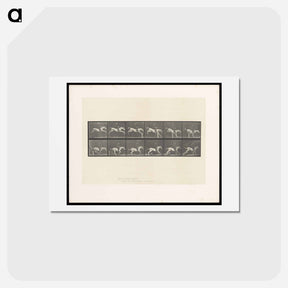アートポストカード-Jumping Horse
 - エドワード マイブリッジ Postcard.