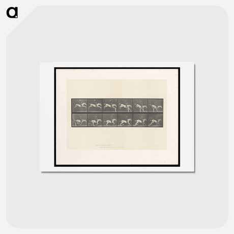 アートポストカード-Jumping Horse
 - エドワード マイブリッジ Postcard.