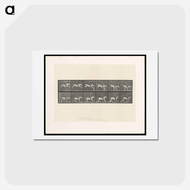 アートポストカード-Jumping Horse
 - エドワード マイブリッジ Postcard.