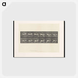 アートポストカード-Jumping Horse
 - エドワード マイブリッジ Postcard.