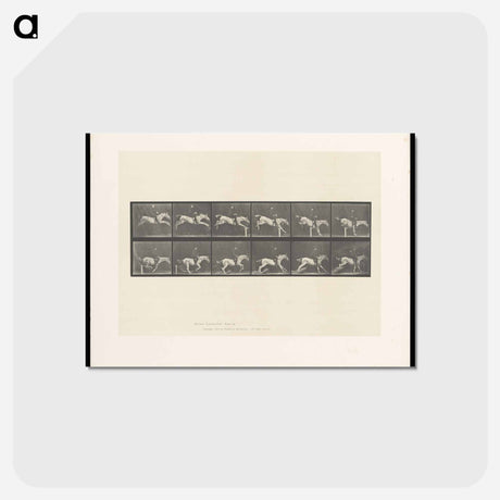 アートポストカード-Jumping Horse
 - エドワード マイブリッジ Postcard.