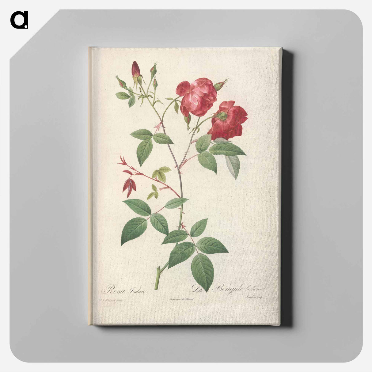 アートパネル-Rose illustration - ピエール ジョゼフ ルドゥーテ Canvas.