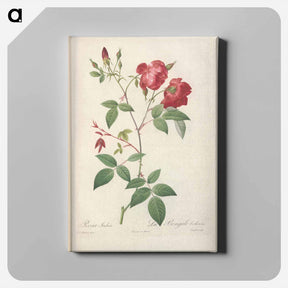 アートパネル-Rose illustration - ピエール ジョゼフ ルドゥーテ Canvas.