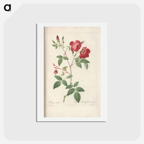 アートポストカード-Rose illustration - ピエール ジョゼフ ルドゥーテ Postcard.