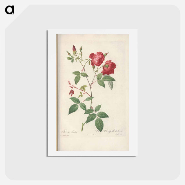 アートポストカード-Rose illustration - ピエール ジョゼフ ルドゥーテ Postcard.
