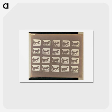 アートポストカード-Racking (Pacing)
 - エドワード マイブリッジ Postcard.