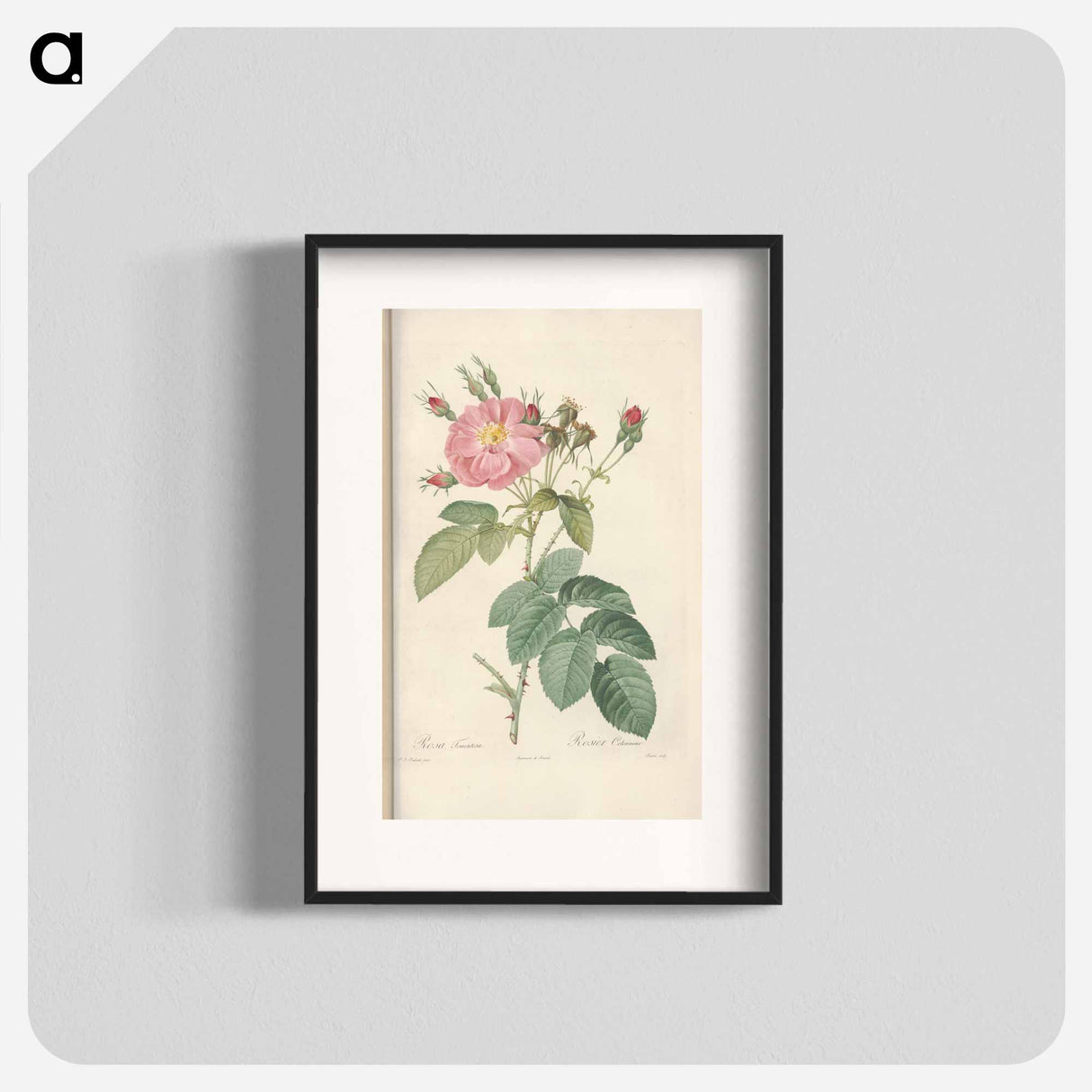 Rose illustration - ピエール ジョゼフ ルドゥーテ Poster.
