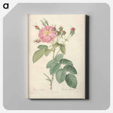 アートパネル-Rose illustration - ピエール ジョゼフ ルドゥーテ Canvas.