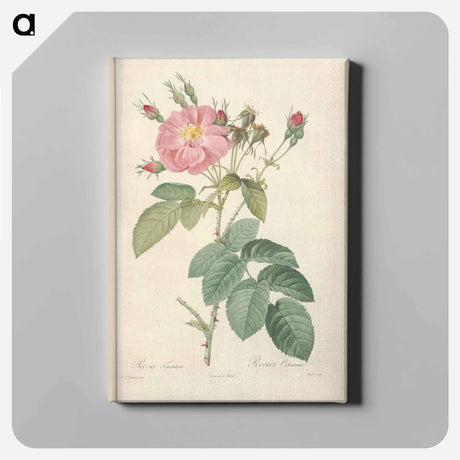 アートパネル-Rose illustration - ピエール ジョゼフ ルドゥーテ Canvas.