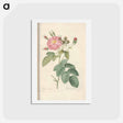 アートポストカード-Rose illustration - ピエール ジョゼフ ルドゥーテ Postcard.