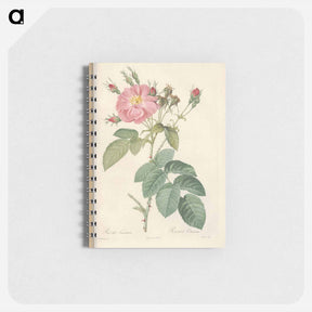 アートメモ帳-Rose illustration - ピエール ジョゼフ ルドゥーテ Memo.