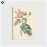 アートポストカード-Rose illustration - ピエール ジョゼフ ルドゥーテ Postcard.