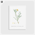 アートポストカード-Mesembryanthemum Geniculiflorum - ピエール ジョゼフ ルドゥーテ Postcard.