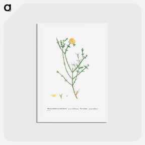 アートポストカード-Mesembryanthemum Geniculiflorum - ピエール ジョゼフ ルドゥーテ Postcard.