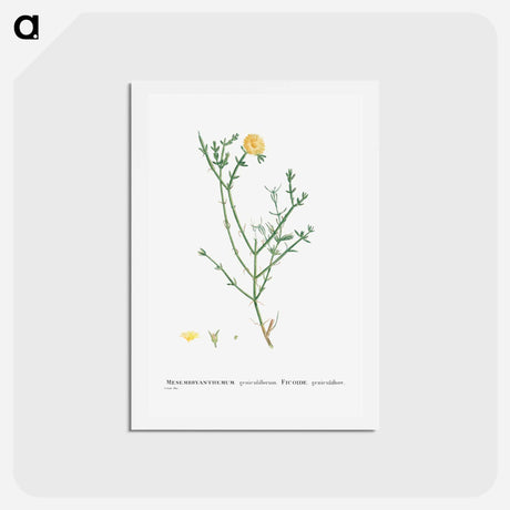 アートポストカード-Mesembryanthemum Geniculiflorum - ピエール ジョゼフ ルドゥーテ Postcard.