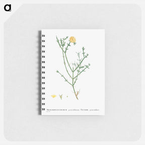 アートメモ帳-Mesembryanthemum Geniculiflorum - ピエール ジョゼフ ルドゥーテ Memo.