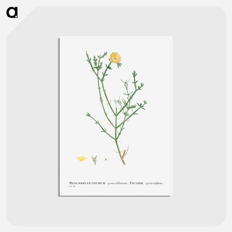 アートポストカード-Mesembryanthemum Geniculiflorum - ピエール ジョゼフ ルドゥーテ Postcard.