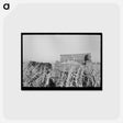 アートポストカード-Farmer Handpicking Corn
 - ラッセル リー Postcard.