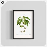 Almond, Amygdalus communis - ピエール ジョゼフ ルドゥーテ Poster.