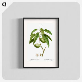アートポスター-Almond, Amygdalus communis - ピエール ジョゼフ ルドゥーテ Poster.