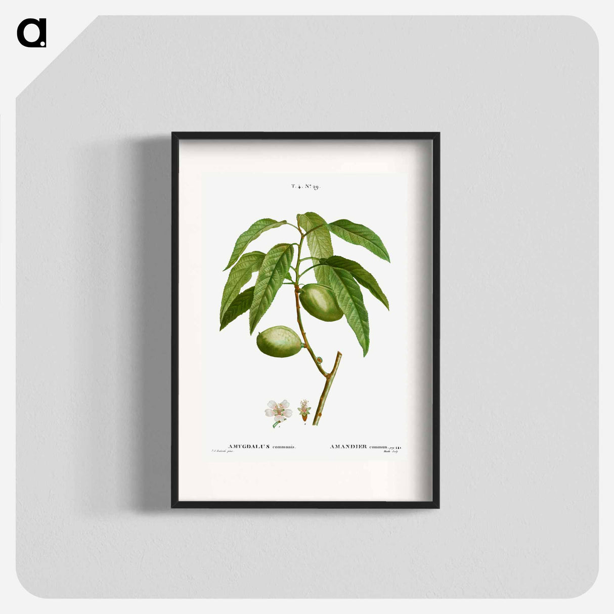 Almond, Amygdalus communis - ピエール ジョゼフ ルドゥーテ Poster.