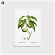 アートポストカード-Almond, Amygdalus communis - ピエール ジョゼフ ルドゥーテ Postcard.