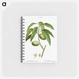 Almond, Amygdalus communis - ピエール ジョゼフ ルドゥーテ Memo.