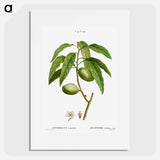 Almond, Amygdalus communis - ピエール ジョゼフ ルドゥーテ Poster.