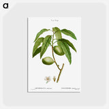 アートポストカード-Almond, Amygdalus communis - ピエール ジョゼフ ルドゥーテ Postcard.