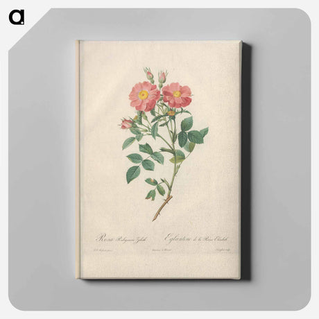 アートパネル-Rose illustration - ピエール ジョゼフ ルドゥーテ Canvas.