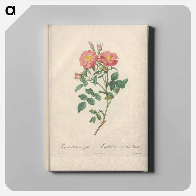 アートパネル-Rose illustration - ピエール ジョゼフ ルドゥーテ Canvas.
