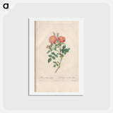 アートポストカード-Rose illustration - ピエール ジョゼフ ルドゥーテ Postcard.