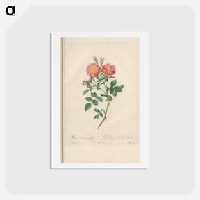 アートポストカード-Rose illustration - ピエール ジョゼフ ルドゥーテ Postcard.